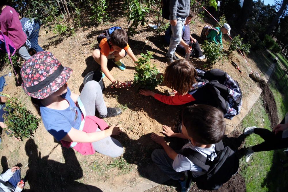 Festa de l´Arbre «100 anys»