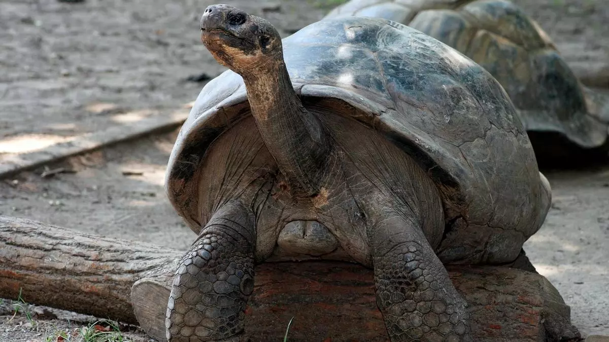 Una tortuga de Galápagos de 100 años alumbra cuatro crías de esta especie en peligro crítico