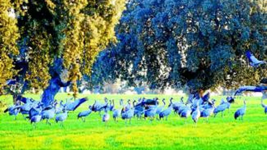 La comarca contará con 16 puntos de interés ornitológico