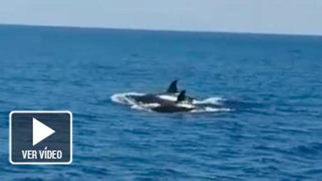 Unas orcas al sur de Fuerteventura muestran la diversidad de las aguas canarias