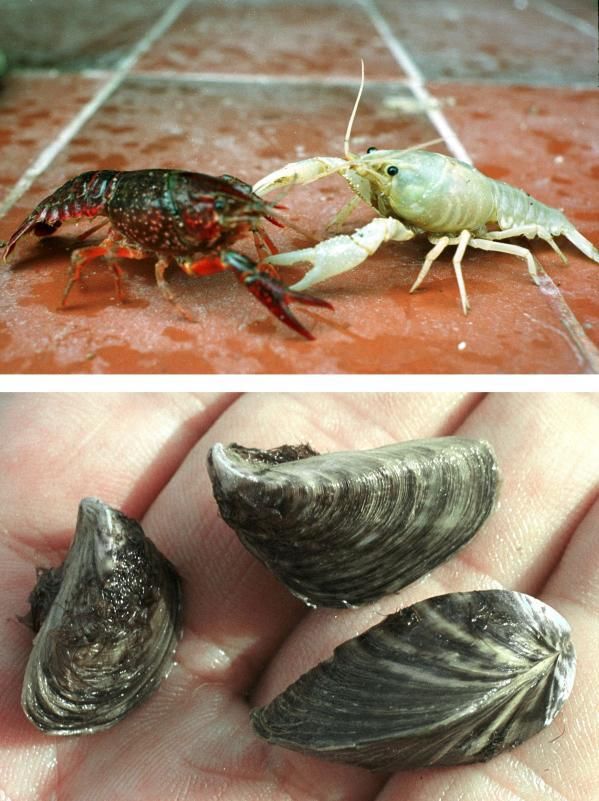 Cangrejo rojo y americano (arriba) y mejillón cebra (abajo), ambas especies invasoras.
