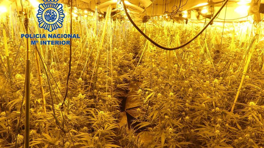 Intervienen 1.000 plantas de marihuana al desmantelar cuatro laboratorios en La Corta