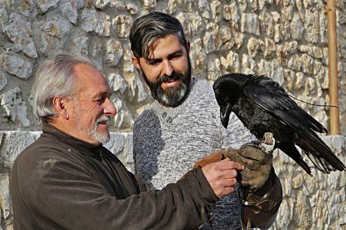 Der Rabe Francinaina während des Trainings für den Sant-Antoni Brauch in Mancor de la Vall mit den Falknern Jaime Álvarez Dols und Manuel Pérez Arenasall