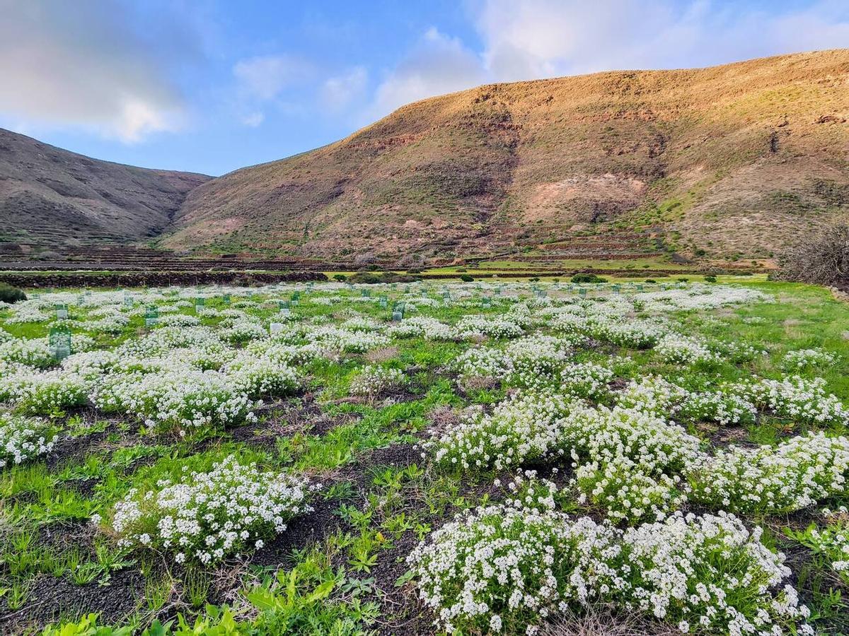 Los campos del norte de Lanzarote se tiñen de verde por las lluvias del invierno