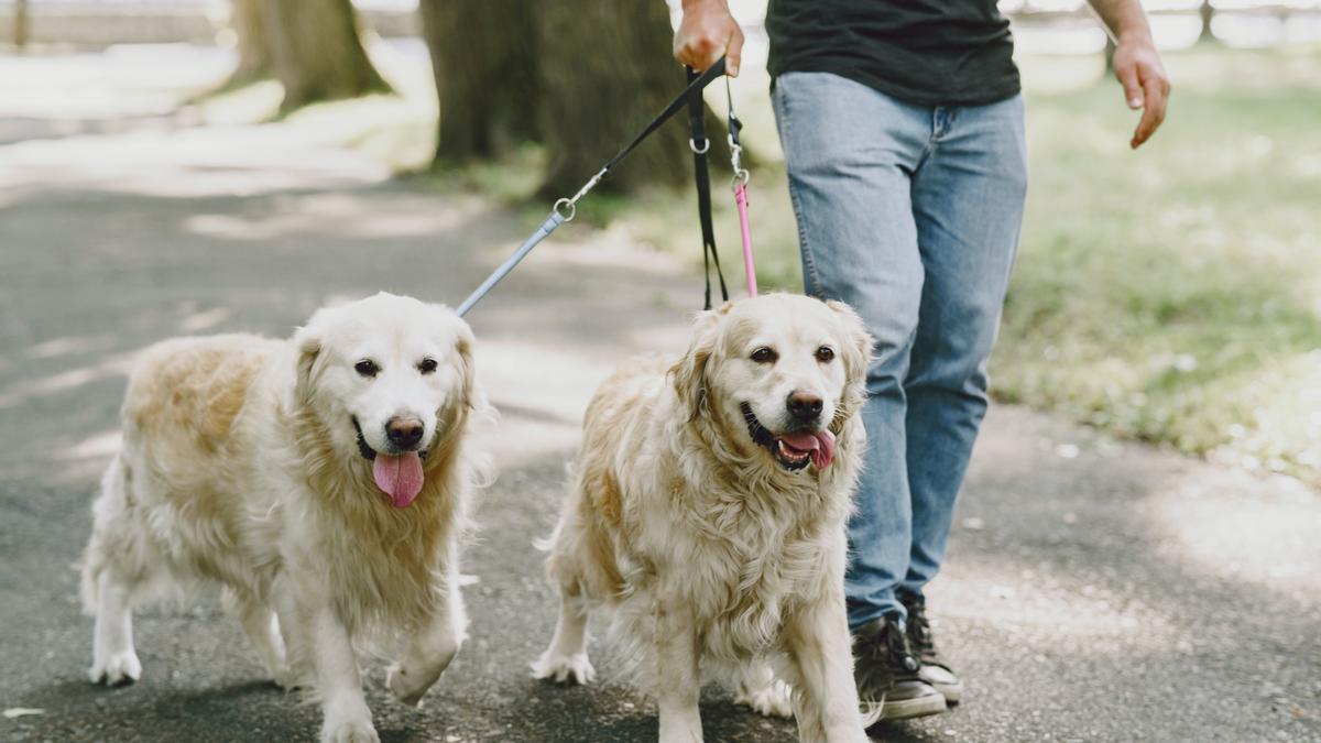 Perros: las diez cosas que odian de ti y que tú puedes cambiar fácilmente.