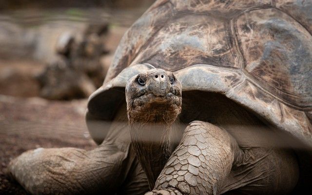 El Loro Parque reabre sus puertas al público después de 13 meses y medio de cierre por el Covid-19