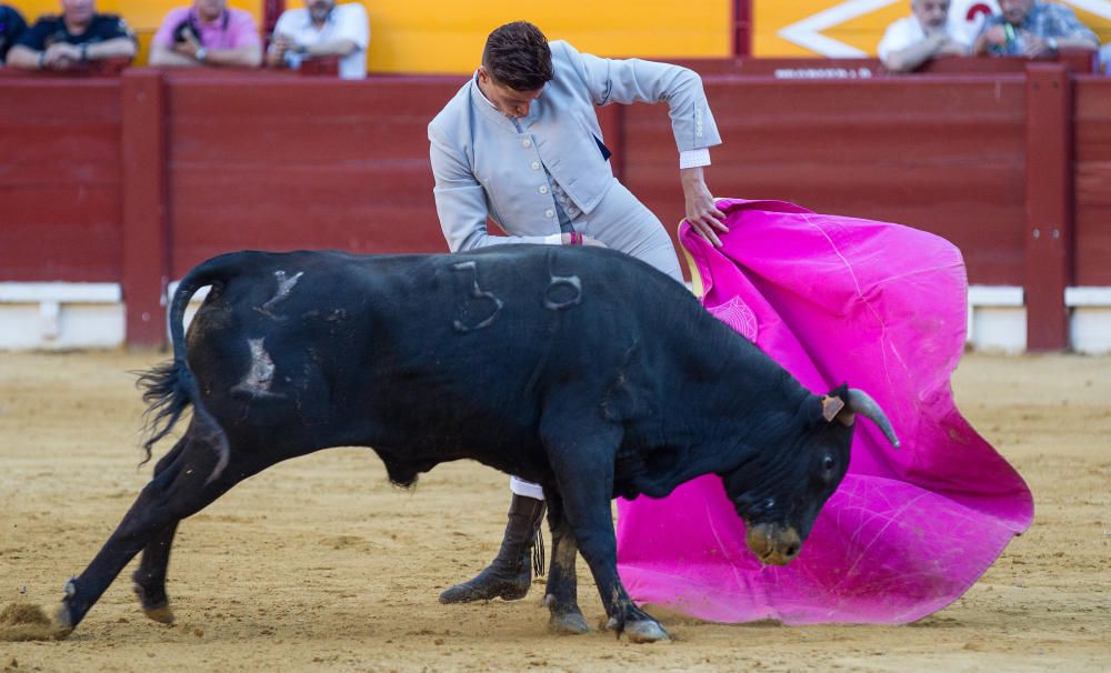 Fervor por los nuevos valores en la becerrada de la feria de San Juan