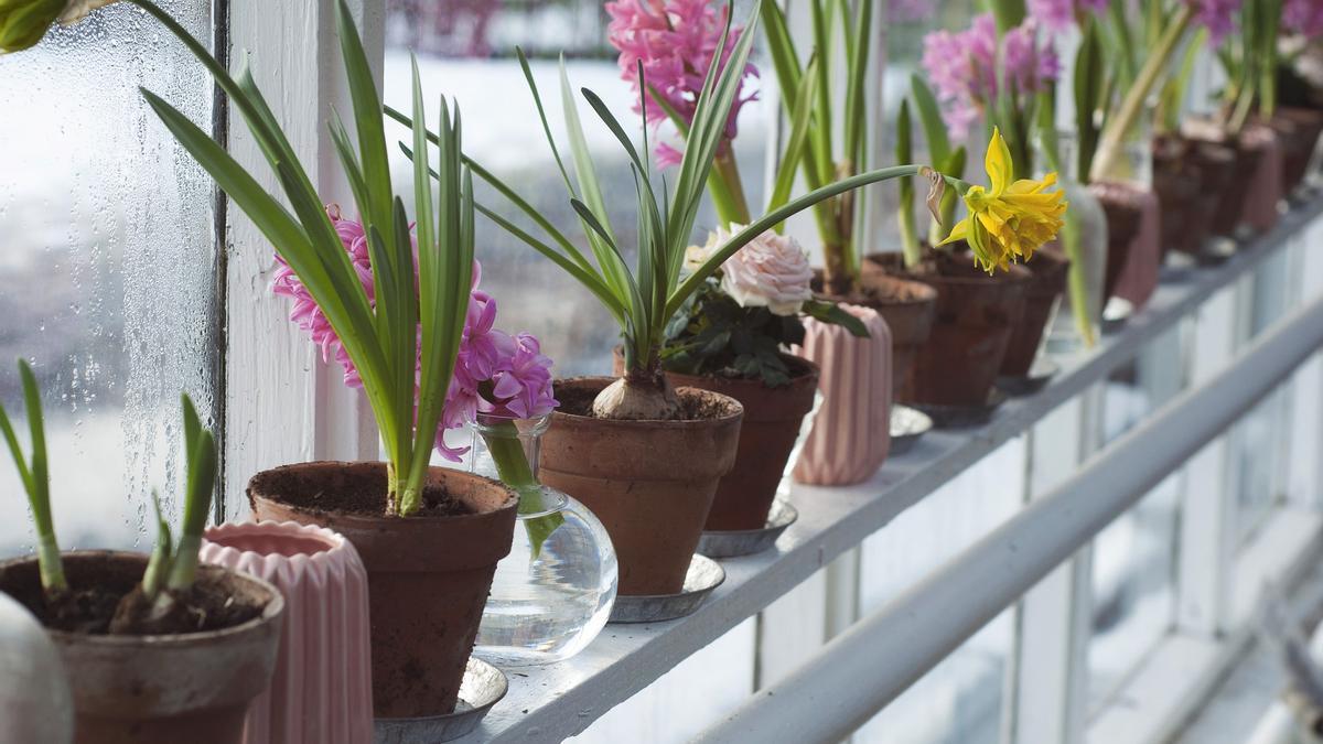 Cinco trucos para que tus plantas sobrevivan a tus vacaciones