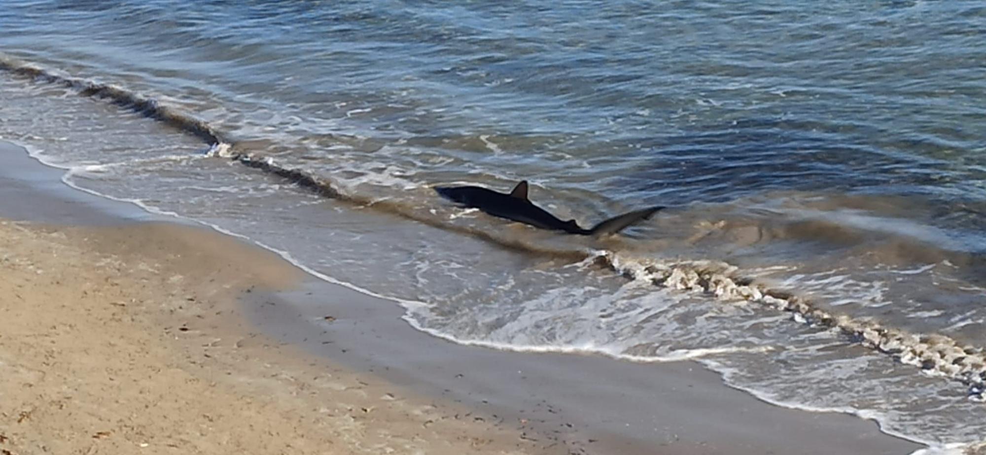 Aparece un tiburón varado en la playa de San Juan