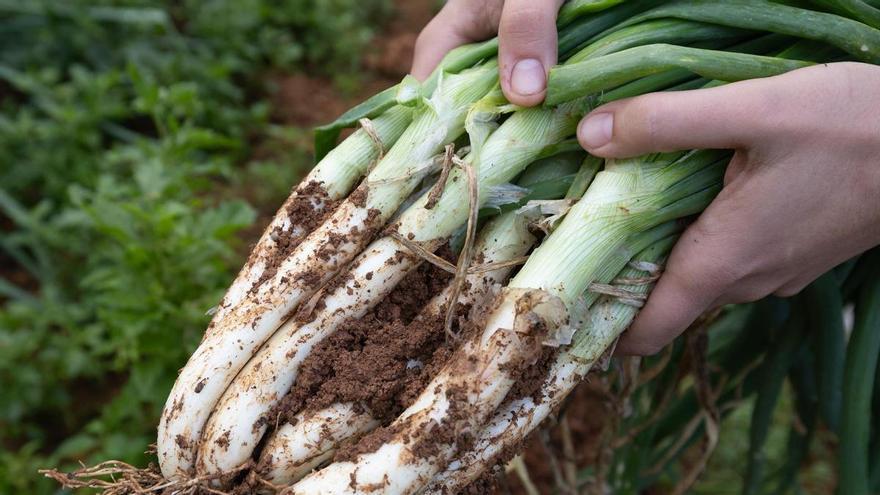 Ibiza abre sus fincas ecológicas al público para promover el producto local