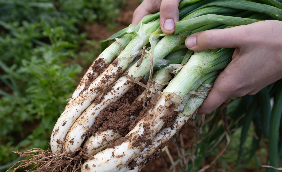 Fotografía de archivo en una finca de Ibiza con una variedad de calçots