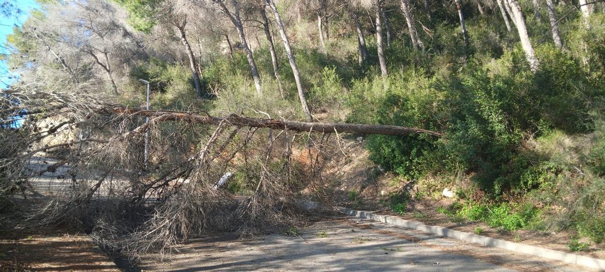 Pino caído sobre un vial en Xàbia y que ya se retiró ayer
