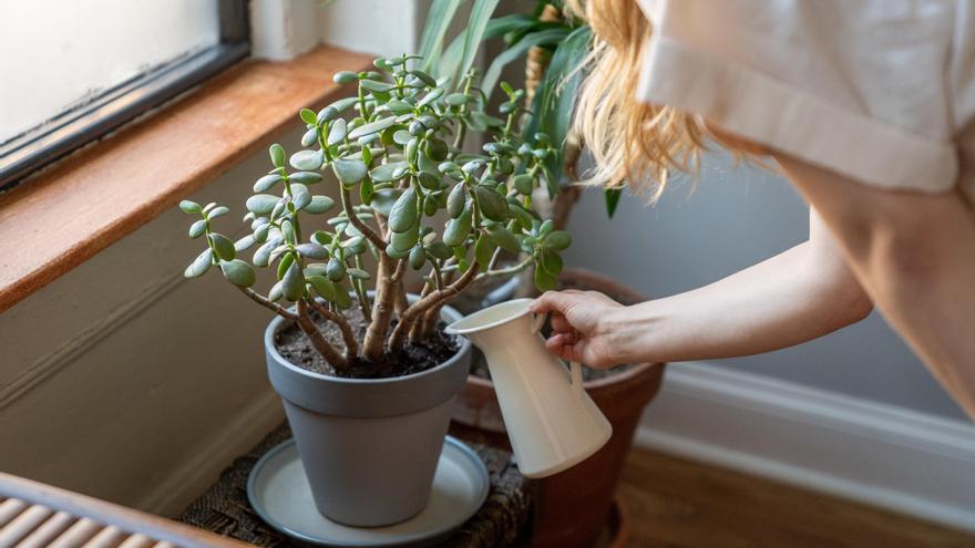 Tips for Watering Plants During the Holidays Say Goodbye to Watering Plants: Gadgets to Save Your Holidays