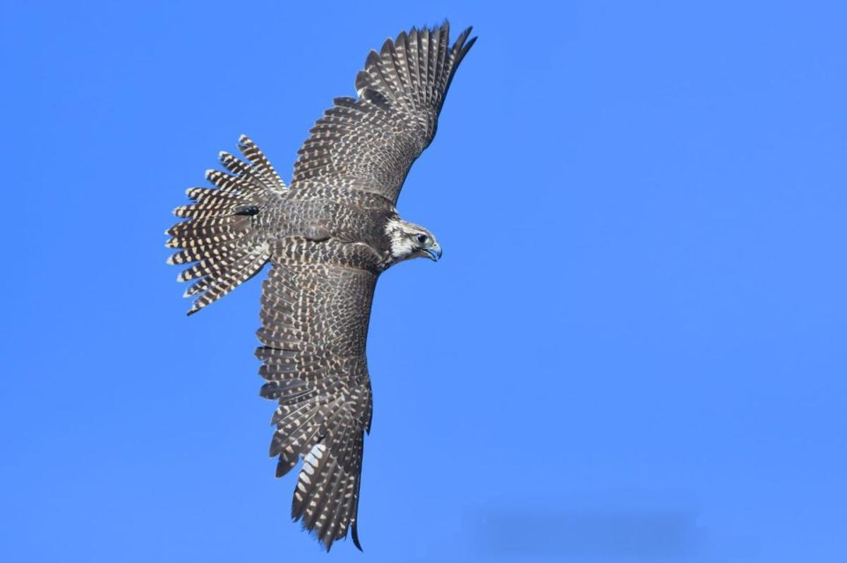 Valle de las Águilas, el paraíso de Málaga a 800 metros de altura donde ver el vuelo de halcones, águilas y buitres con las mejores vistas del Mediterráneo