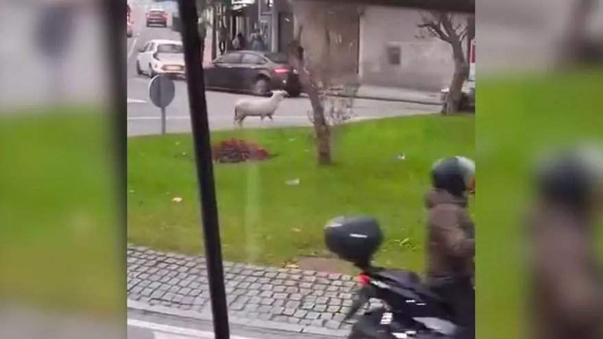 ¿Quién tiene preferencia en esta rotonda de Vigo, la oveja o los vehículos?
