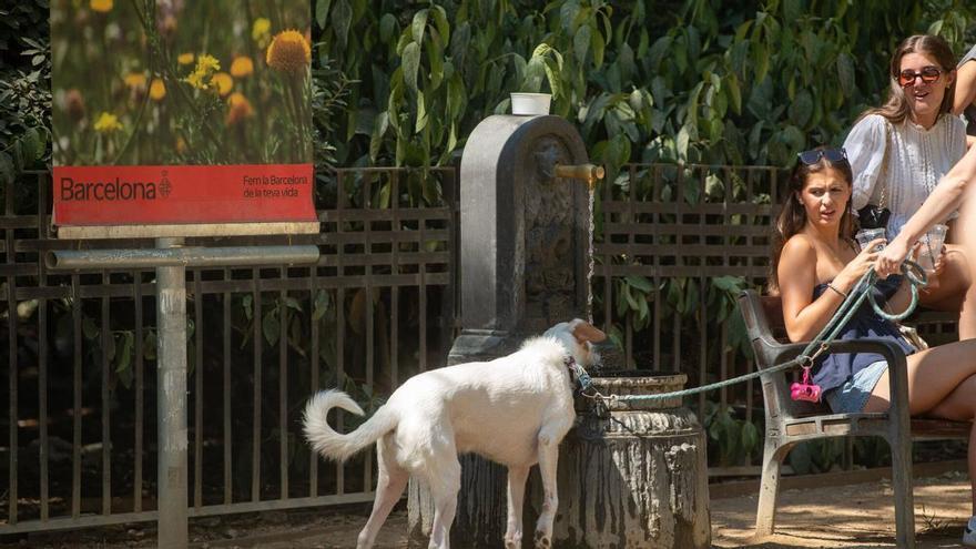 Catalunya activa els primers avisos vermells per calor extrema davant un dimarts en què s’esperen màximes per sobre dels 43 graus