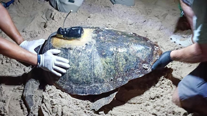 Una tortuga boba regresa a la playa de Arenales en Elche y pone 79 huevos