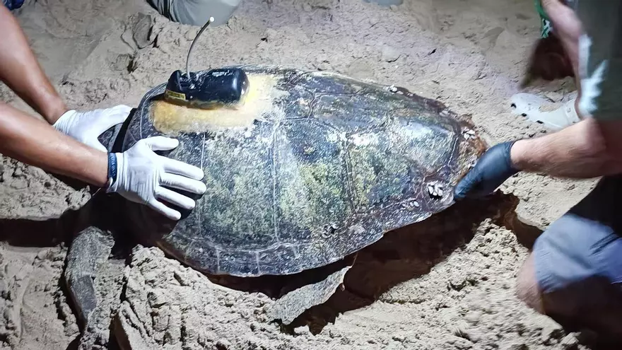 Una playa de Elche vuelve a ser nido de tortuga