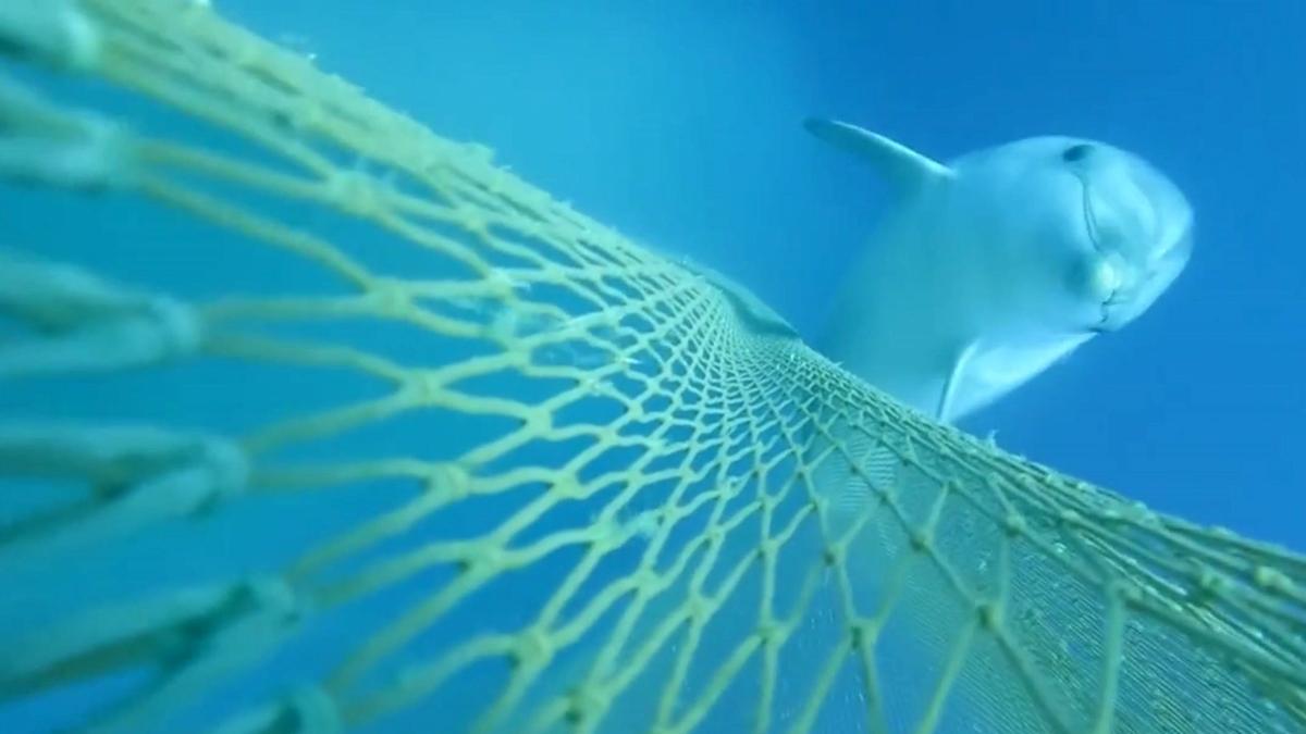 Delfines mulares se alimentan en redes de pesca en el Cap de Creus, en unas imágenes inéditas en el Mediterráneo Occidental