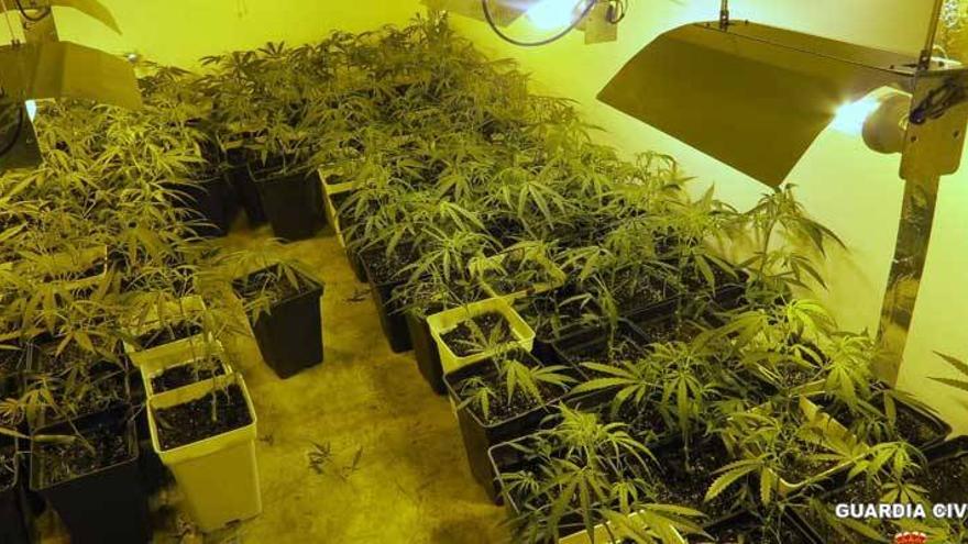 Detenido un vecino de Solana de los Barros por guardar 300 plantas de marihuana en su sótano