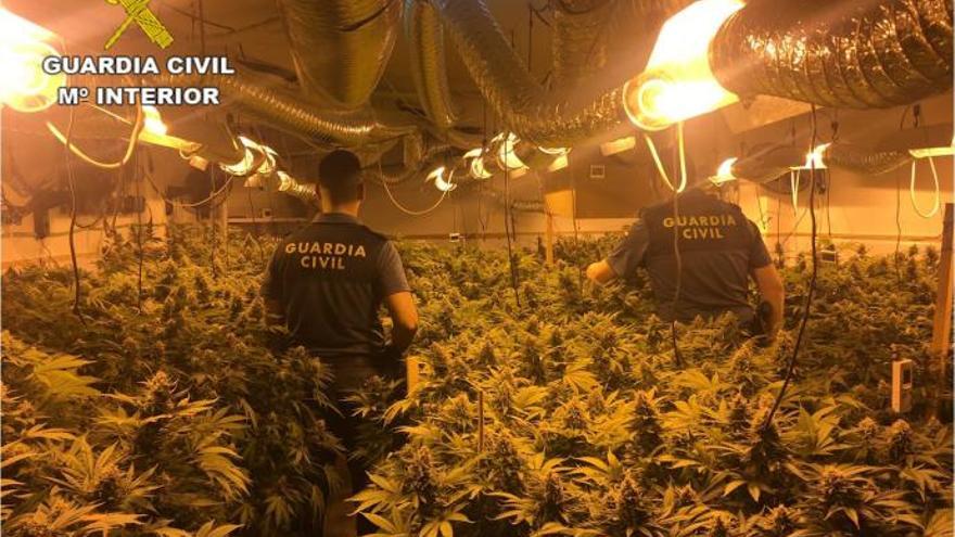 Imagen de la plantación de marihuana que ocultaban en el garaje.