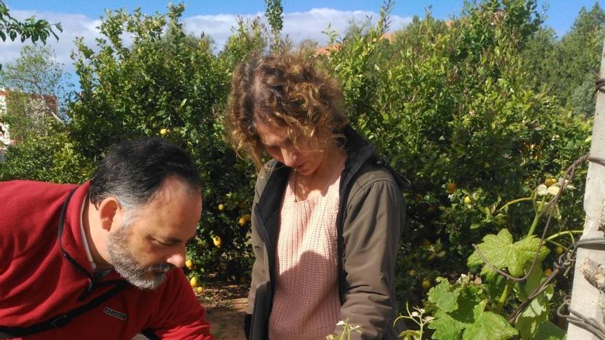 La cooperativa de Viver recuperará variedades de uva características  de la zona