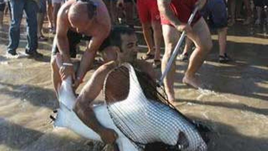 Muere el tiburón de Tarragona a causa de un anzuelo que se tragó en el mar