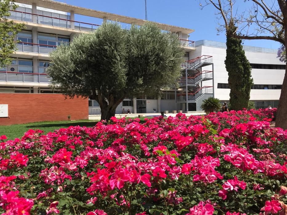 Rosaleda de Alaquàs, frente al Centre l'Olivar, con la variedad "Castell d'Alaquàs".