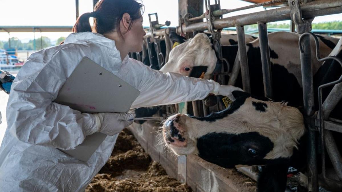 Una veterinària a una de les explotacions que han de vacunar les vaques contra la dermatosi.