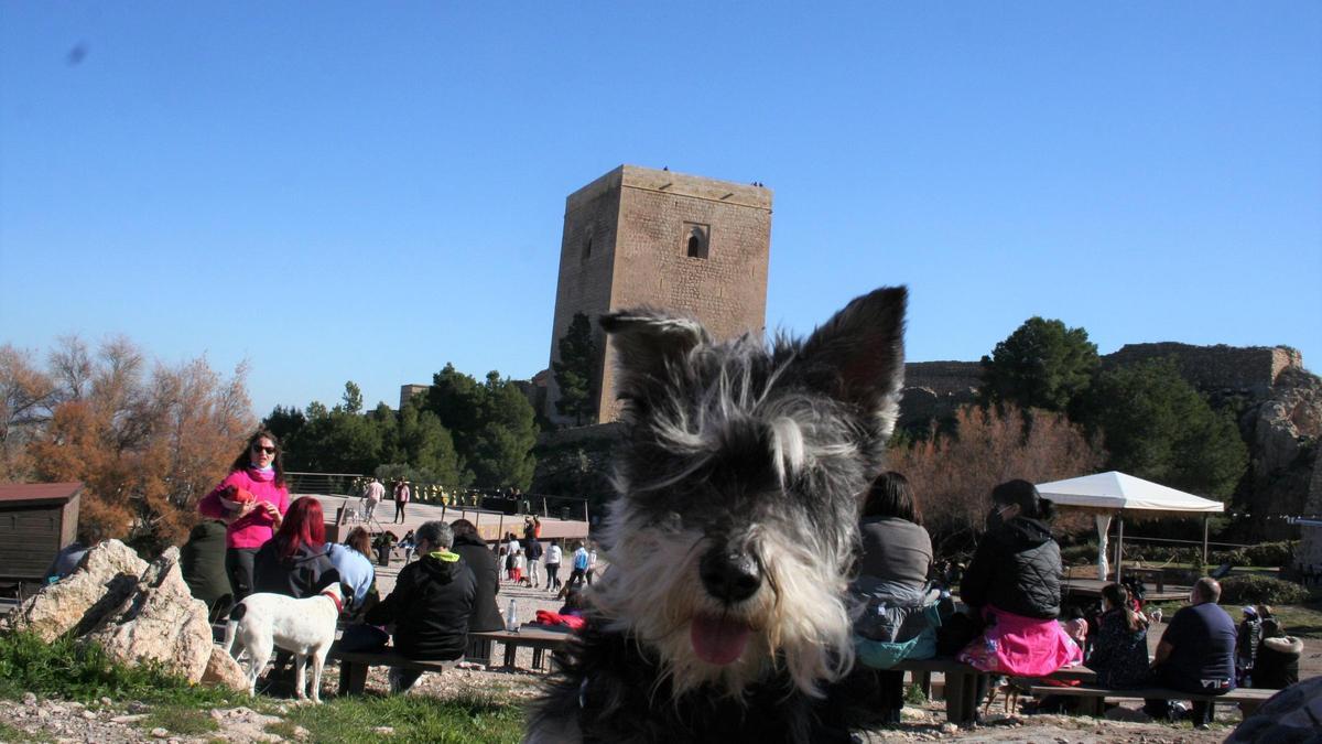 Un schnauzer parece posar para la foto con la Torre Alfonsina al fondo, este domingo.