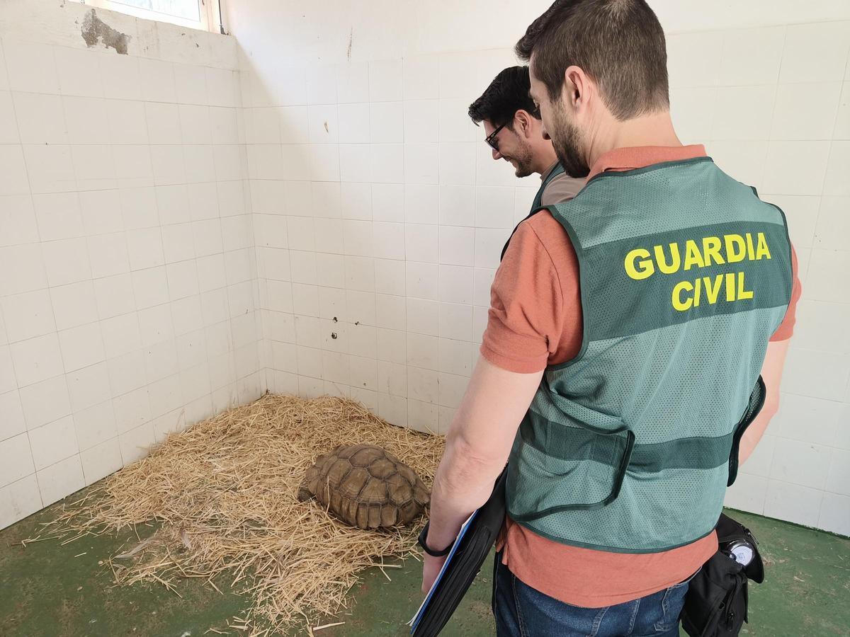Dos agentes de la Guardia Civil de Córdoba con la tortuga africana.