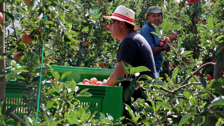 Els productors de Poma de Girona reivindiquen el «producte de proximitat»