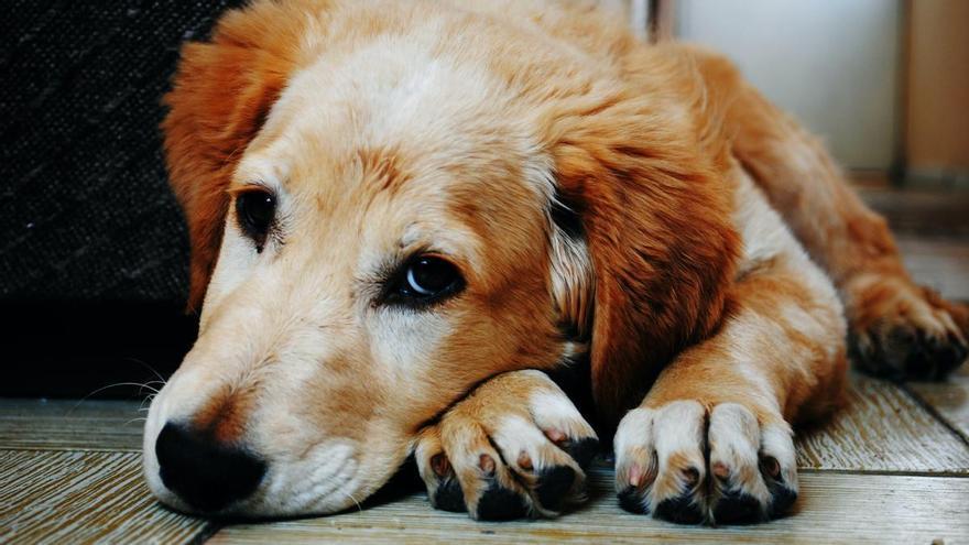 Época de garrapatas: así puedes librar a tu perro de estos peligrosos parásitos