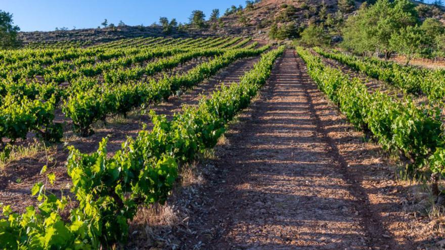 Grandes vinos de Ribera del Duero para tu mesa esta navidad