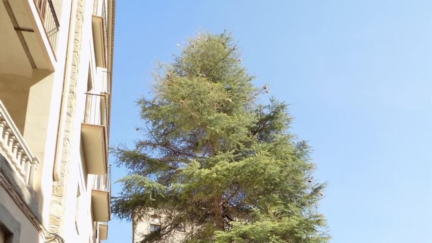 L&#039;arbre de l&#039;Ateneu, entre els carrers de Na Bastardes i de les Piques.