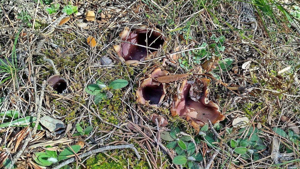 Cassoletes bolets de primavera