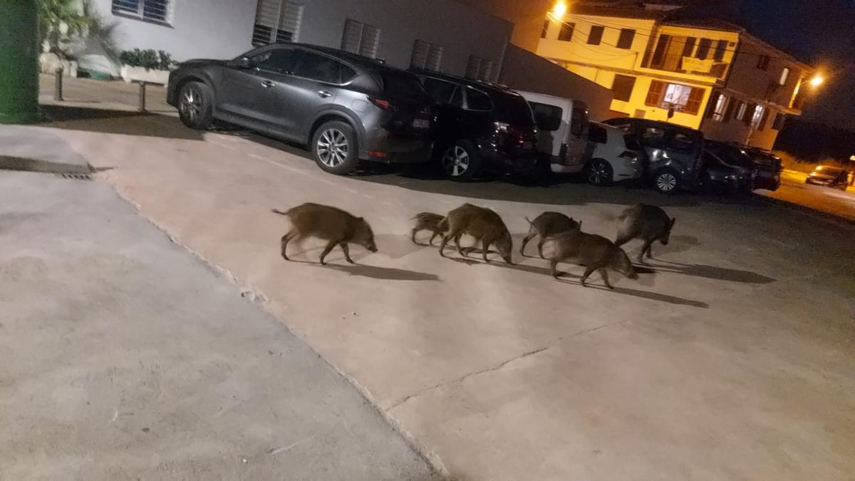 Una manada de jabalís camina de noche por la Ribera de Cabanes.