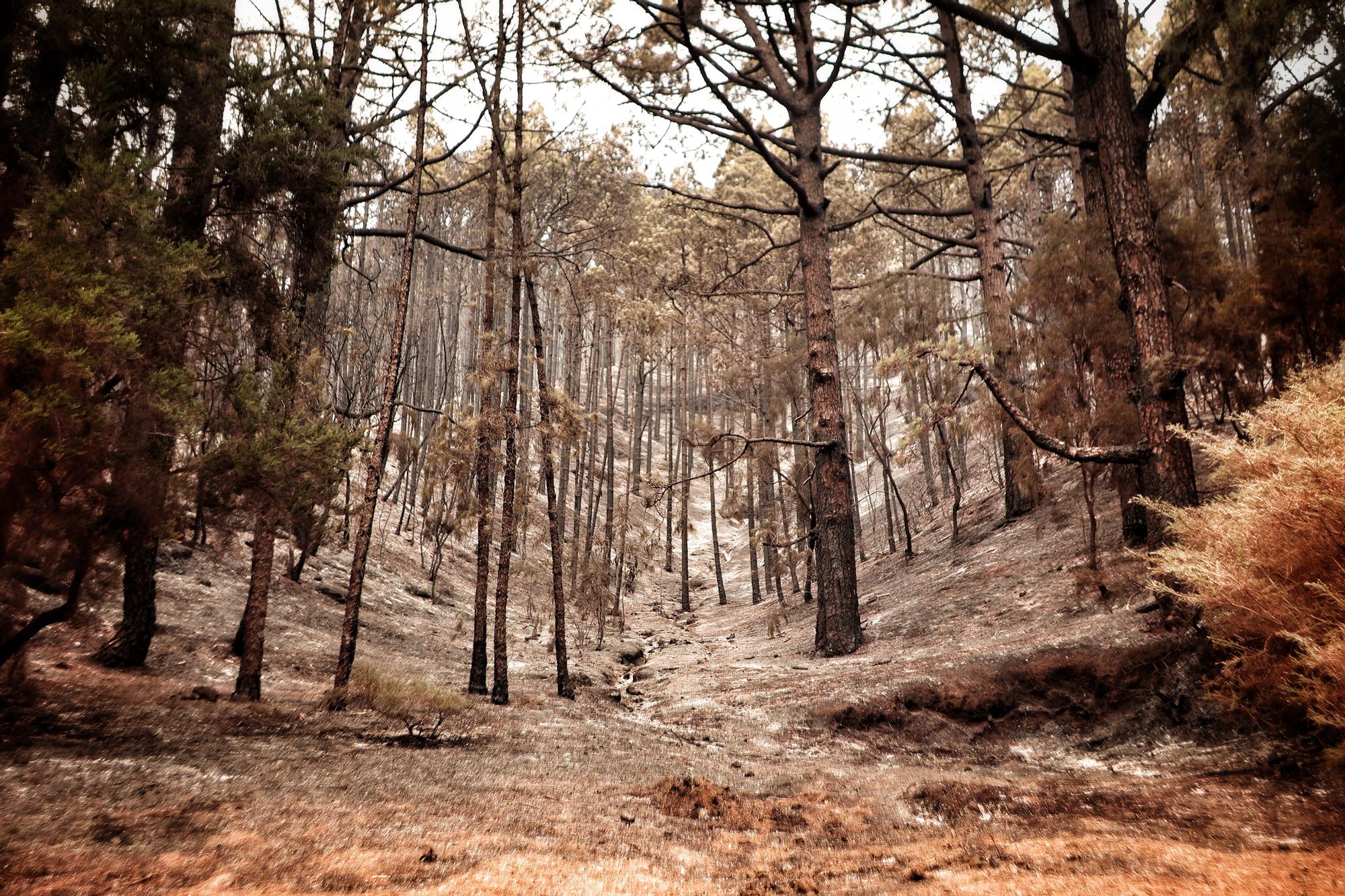 Evolución del incendio en Tenerife