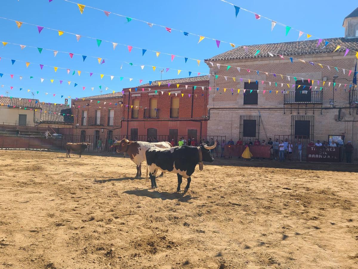GALERÍA | Morales de Toro vive su primer encierro de las fiestas de San Roque 2024 GALERÍA | Morales de Toro vive su primer encierro de las fiestas de San Roque 2024