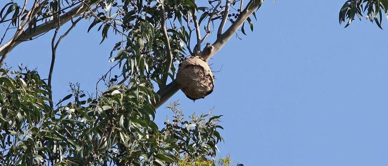 Nido de velutina detectado en el lugar de Paramá, en San Andrés de Vea. // Bernabé/Cris M.V.-