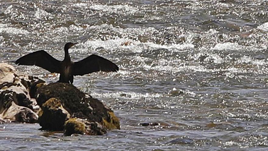 Un cormorán en el Sella