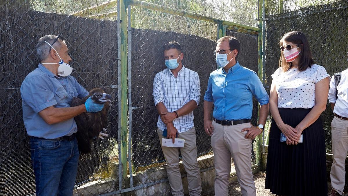 Cinco buitres negros recuperados en Córdoba servirán para reintroducir la especie en Francia