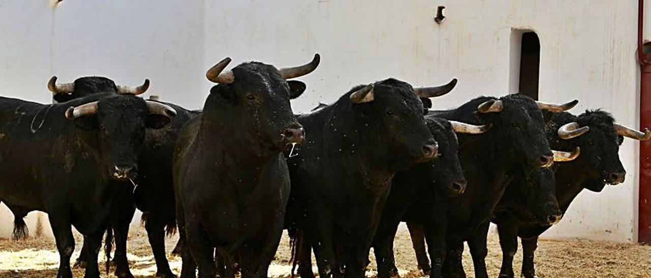 Toros de Fermín Bohórquez que se lidian hoy. | ANTONIO VIGUERAS