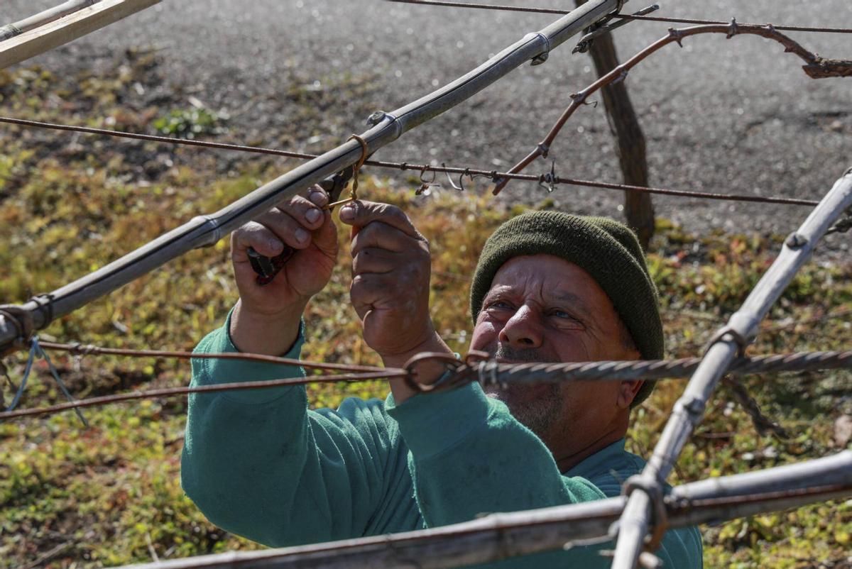 Un viticultor atando su viña, el pasado fin de semana. | IÑAKI ABELLA