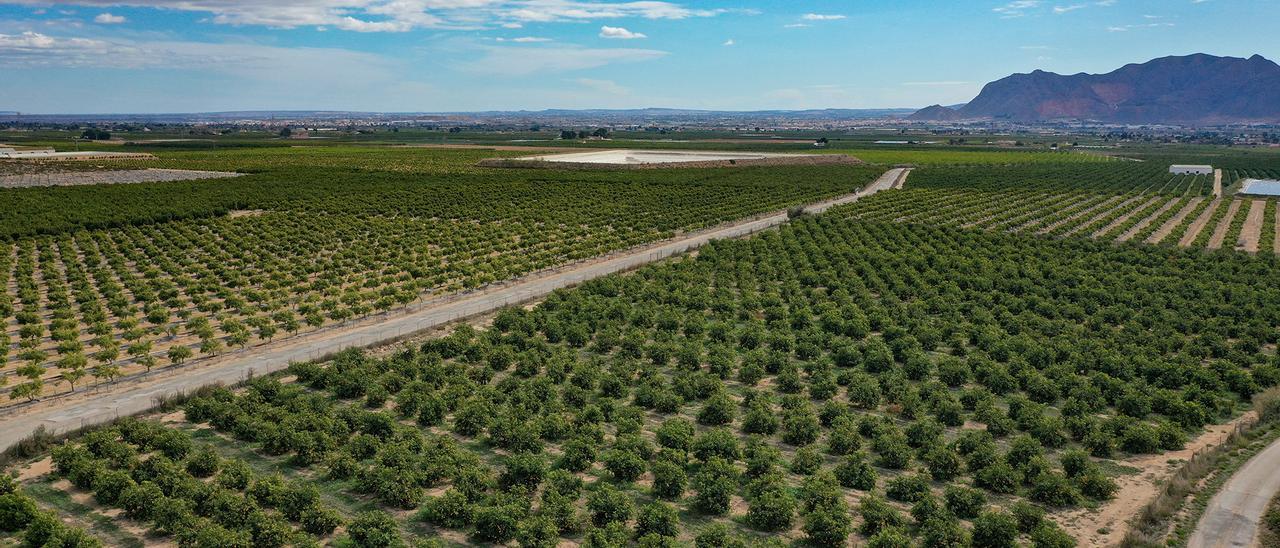 Imagen panorámica de cultivos de cítricos regados con el canal del postrasvase Margen Izquierda en La Murada