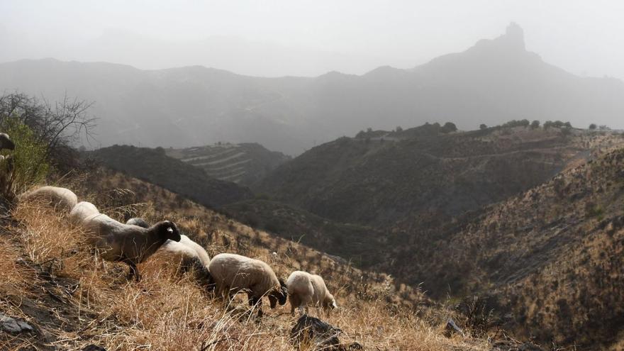 Un rebaño de ovejas en los montes de Tejeda, en Gran Canaria, durante un encuentro entre pastores vascos y canarios. | | YAIZA SOCORRO