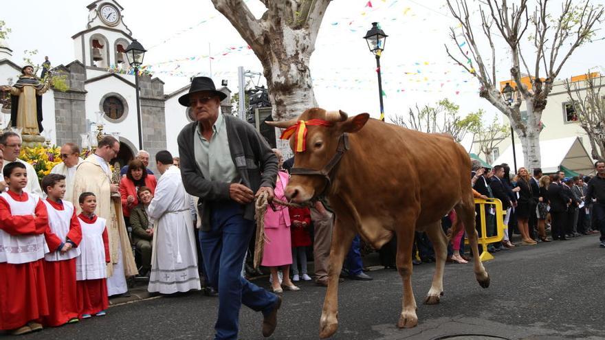 Valleseco celebra la Feria de Ganado en el día grande de sus fiestas