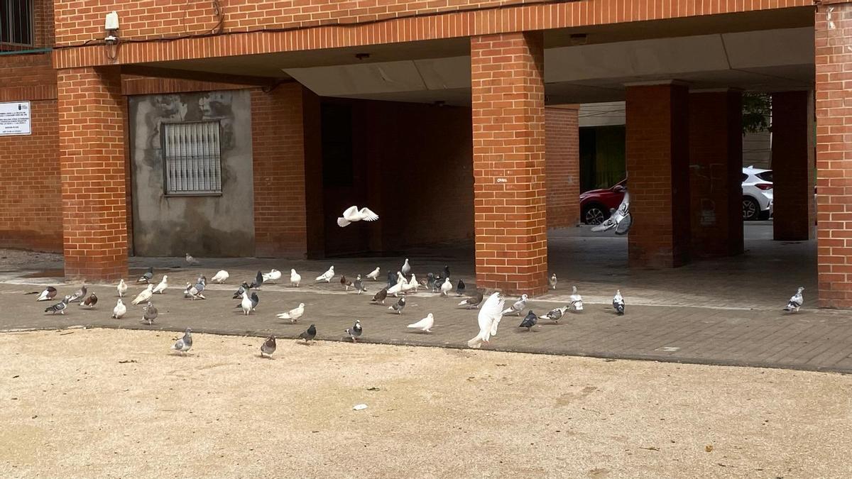 Foto de un gran número de palomas en Onda.