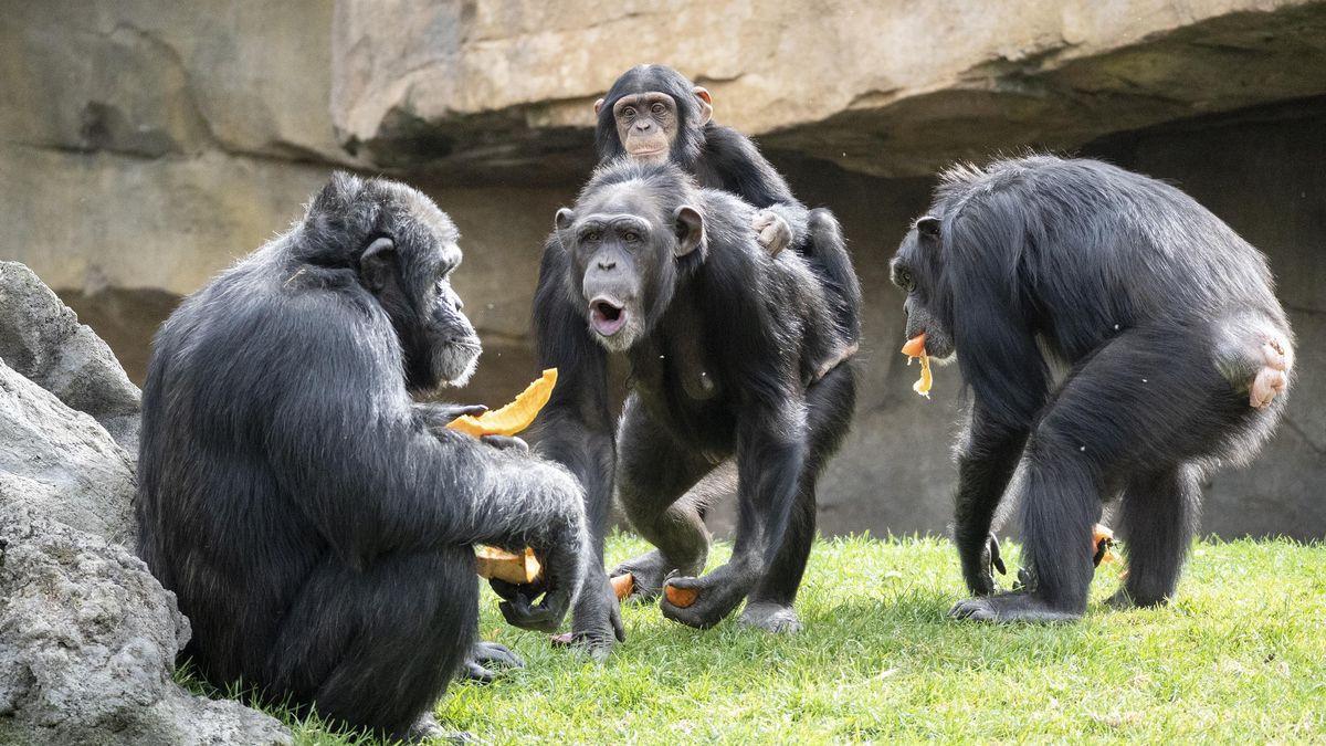 BIOPARC traslada a sus visitantes al corazón de África, sin barreras visuales.