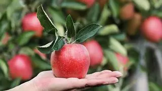 La dieta de la manzana para adelgazar: guía completa para perder peso en 5 días